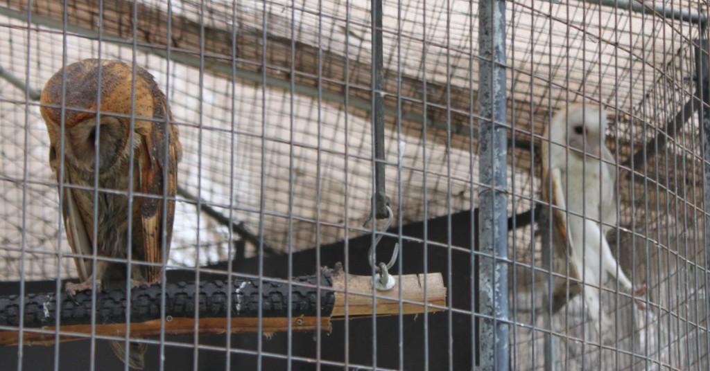 A female barn owl rests on a post as the male clasps onto the cage staring as each visitor passes through. (Katy McCoy/The Runner) 