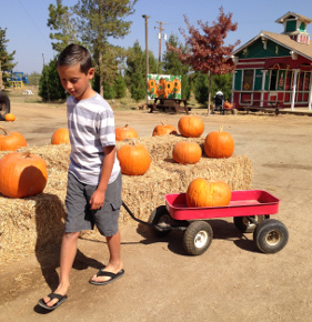 Little Bears Pumpkins brings family fun