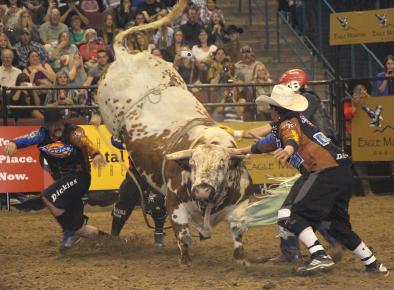 Professional bullriding  comes to Bakersfield