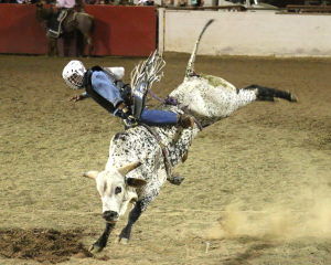 Ian Molan of Santa Maria, Ca attempts to stay on top of Shake it Down at the the 2015 Sherriff’s stampede rodeo on Friday May 1, at the Kern County Fairgrounds.