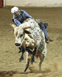 Ian Molan of Santa Maria, Ca attempts to stay on top of Shake it Down at the the 2015 Sherriff’s stampede rodeo on Friday May 1, at the Kern County Fairgrounds.