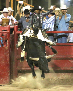 Derrick Finnels of Riverside, Ca does his best to stay in control and ride The Kid 2015 Sherriff’s stampede rodeo on Friday May 1, at the Kern County Fairgrounds.