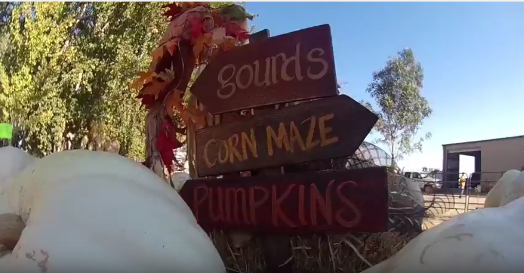 The Banducci Pumpkin Patch (Experience)