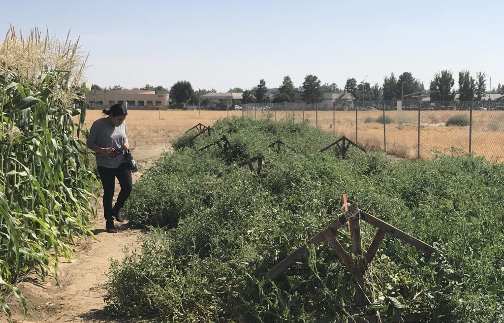 Stephanie Magana, Sustainability Student Assistant, visits the Edible Garden for the first time on August 31, 2018. Karen Nannery / The Runner
