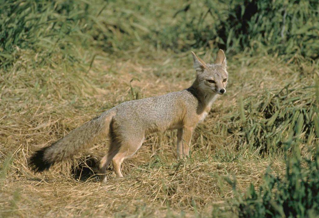 Mange outbreak threatens kit fox population