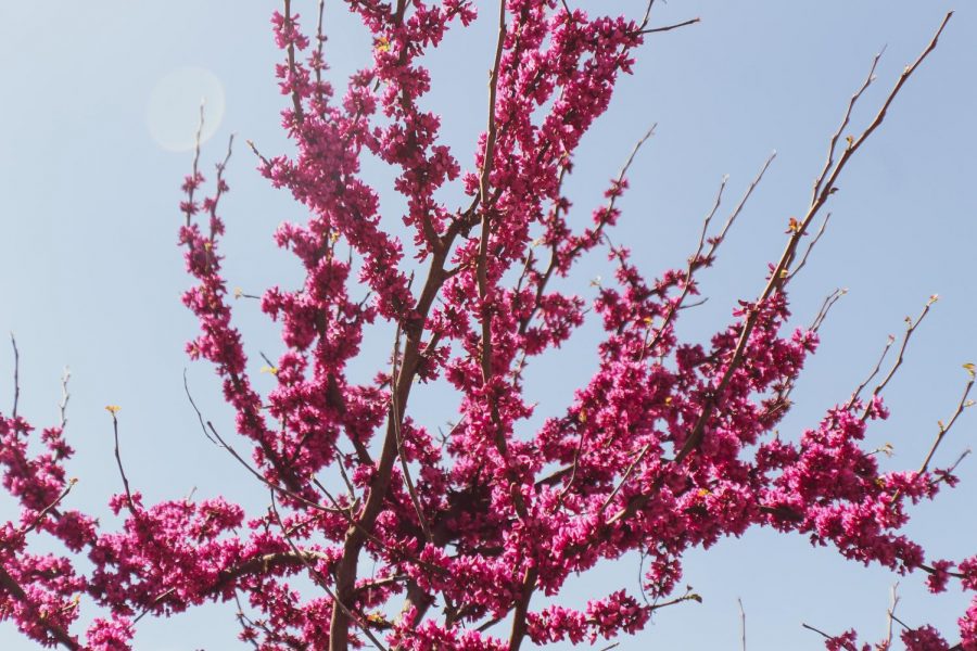 Parks_spring (1)