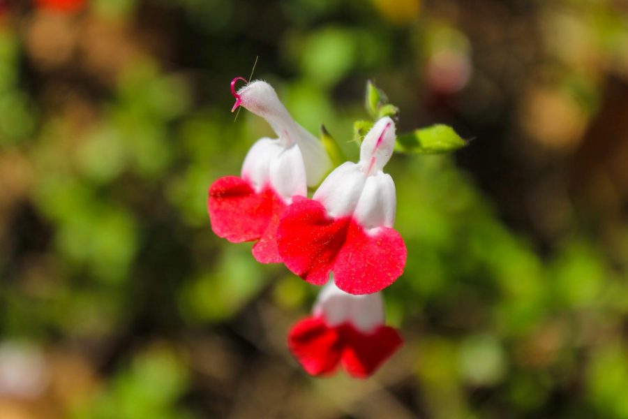 Parks_spring (2)