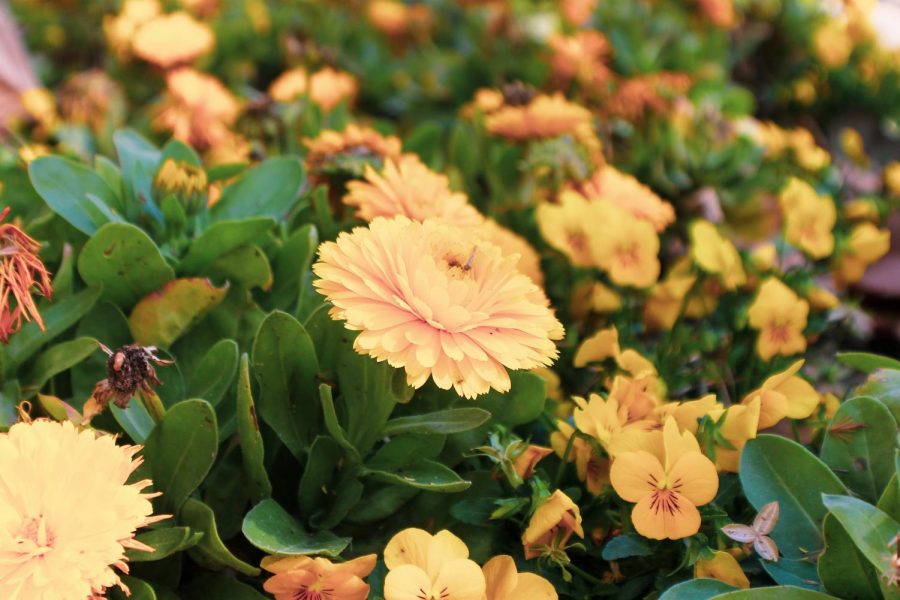 Parks_spring (3)