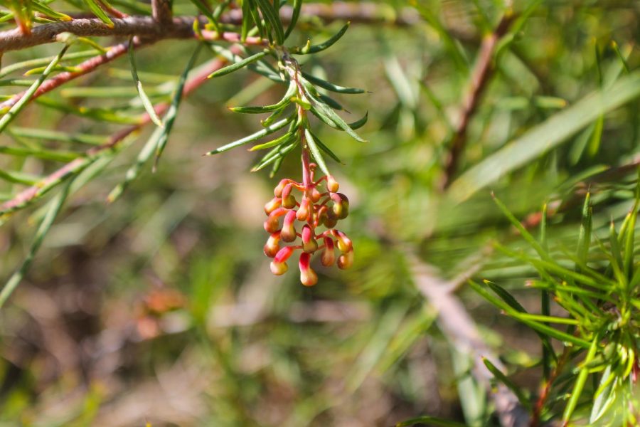 Parks_spring (5)