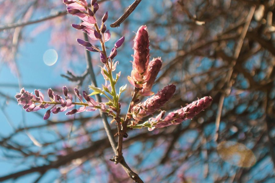 Parks_spring (7)