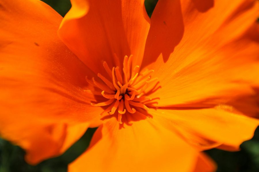 It's the first day of spring!