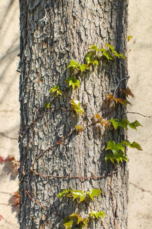 Parks_spring11