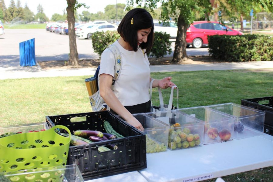 Stephani Williams/The Runner. On Tuesday, September 3, 2019, Brandy Plaat, a Biology major, stocks up on fruit at the pop-up Food Pantry. Located near the Student Union and the Café.