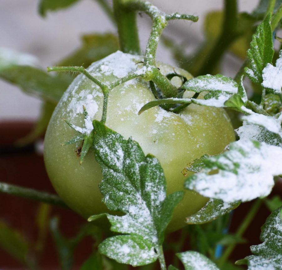 Sprinkling flour over crops can serve as a natural pesticide.