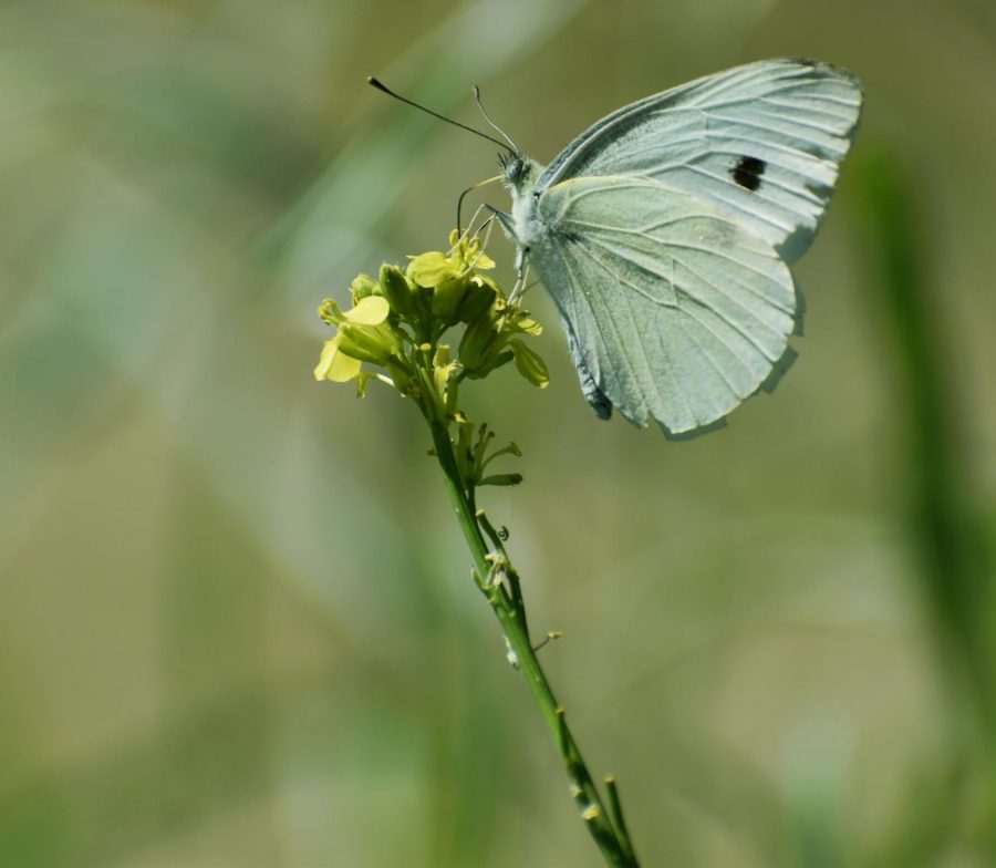 A sage-colored butterfly lands on a small flower, showcasing a single heart-shaped mark.