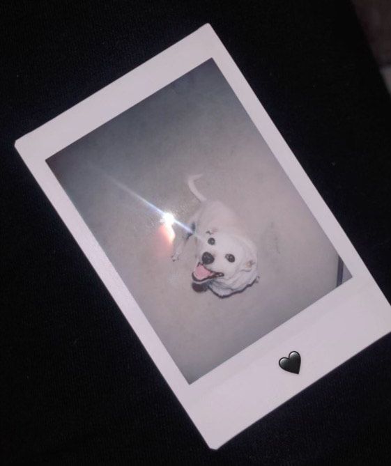 "You can't buy happiness, but you can rescue it. Best decision I made 5 years ago," Allea Paguia, a senior communcations major and social media manager for The Runner, wrote about Kylo.