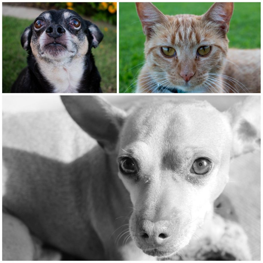 "Rosco(top left), Coral (top right), and Speedy (bottom) each have such distinct personalities. I don't know what I'd do without them," Destinee Sims, an MA English student and features editor for The Runner, wrote.