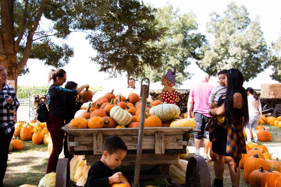 Families gather around a cart full of pumpkins at Banducci’s Family Pumpkin Patch. Thursday, October 7, 2021.