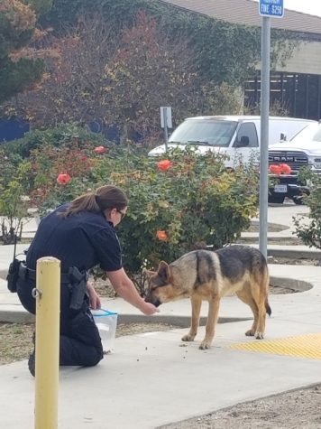 Officer Carla Martinez feeding "Champ" the campus German Shepherd