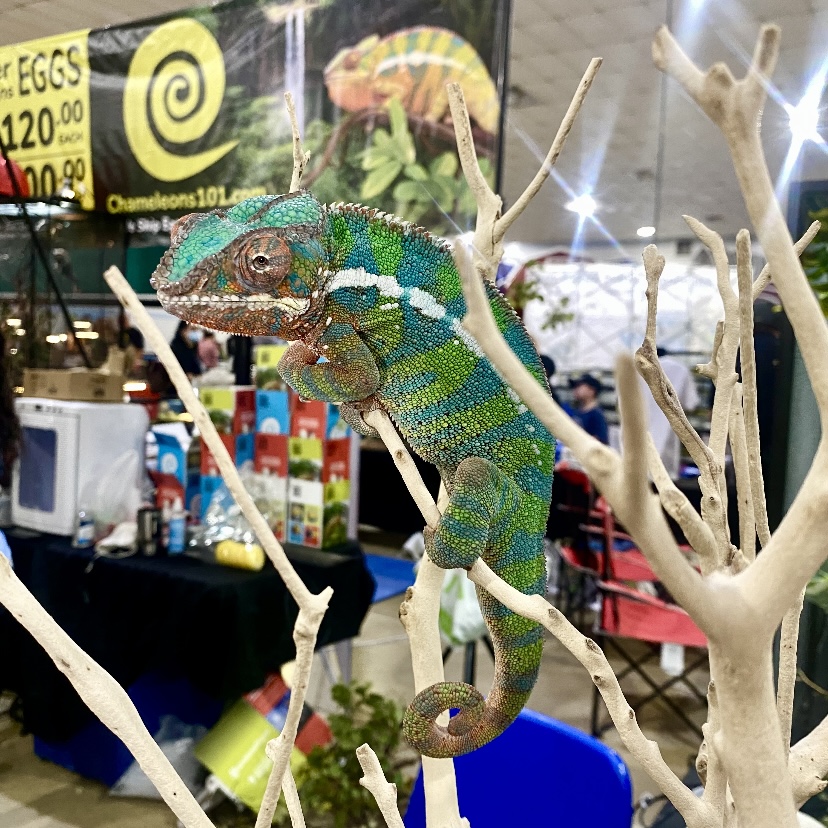Photo of a chameleon