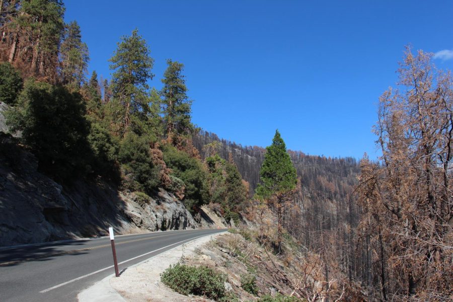 Giant sequoia tree population faces large decline due to wildfires