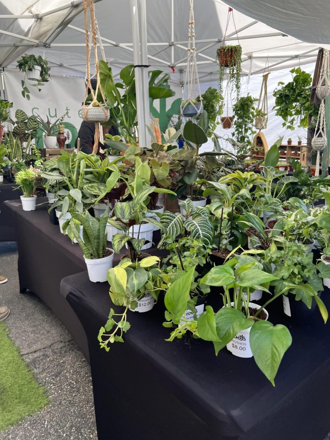 Plants and home decor at Haggin Oaks farmers market 