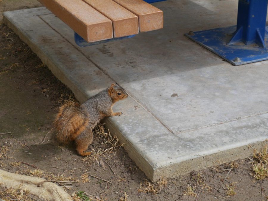 Runner on the road: Squirrel population control at CSUB