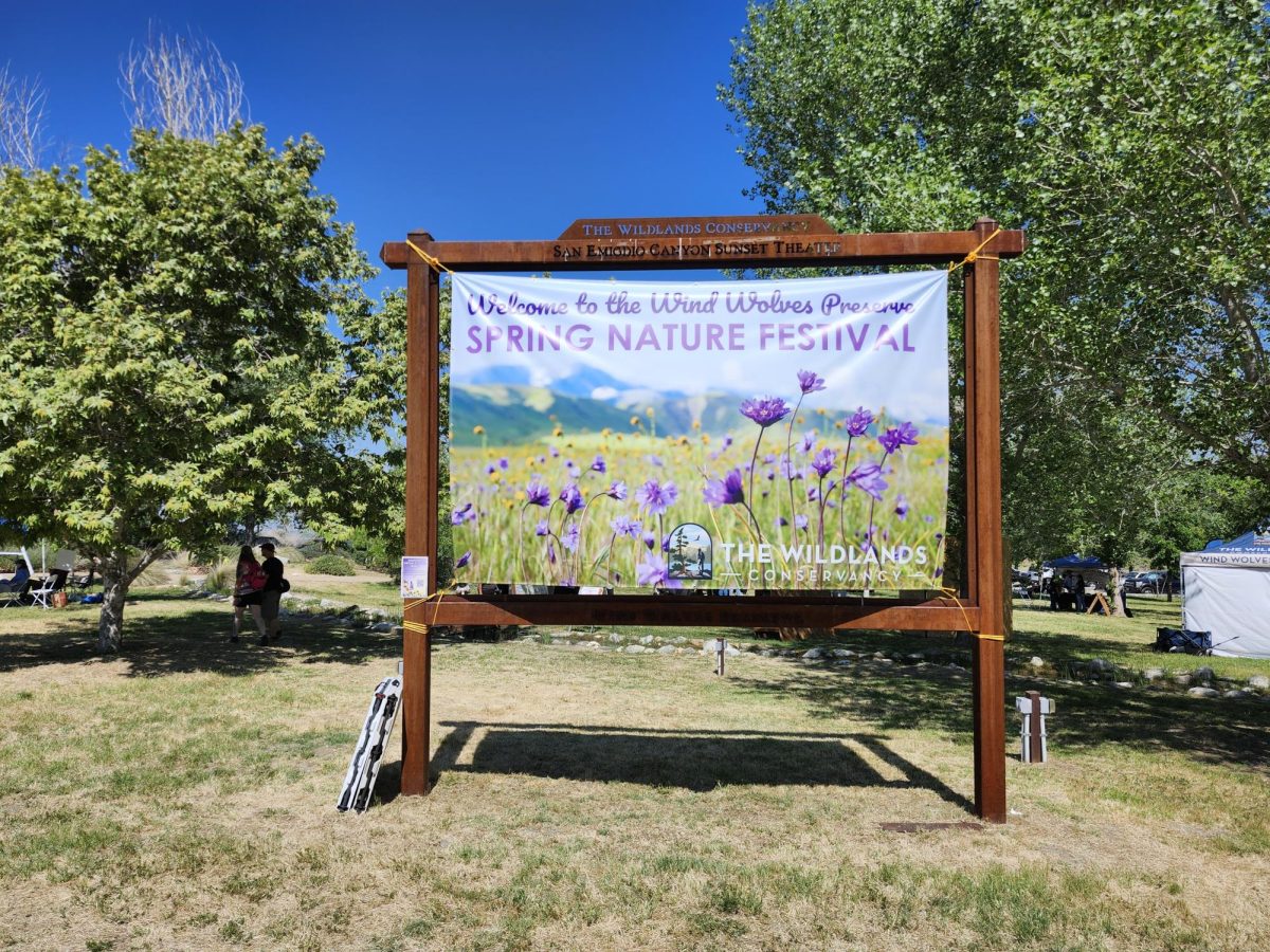 Wind Wolves Preserve: Spring Blooms Once More 